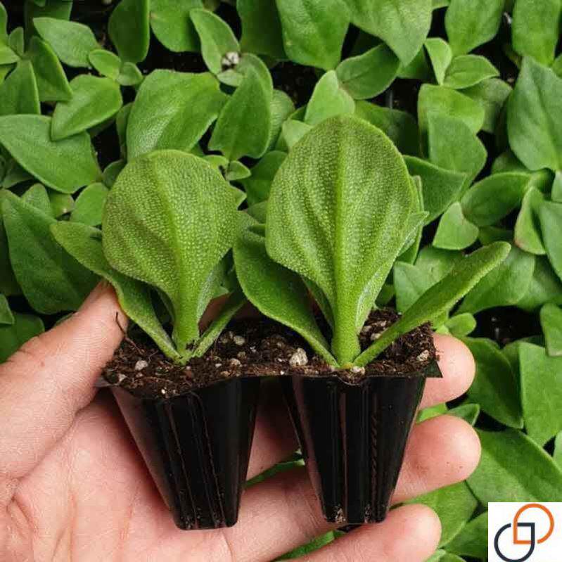 水晶冰菜冰草苗冰菜种籽四季冰菜种子苗子盆栽农家阳台种菜秋沙拉