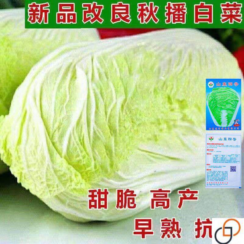 秋播大白菜种子90天包心菜结球白菜早晚熟农家高产抗病蔬菜种孑籽