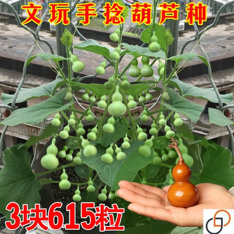 文玩葫芦籽种手捻小葫芦盆栽葫芦籽种孑特小观赏阳台庭院爬藤