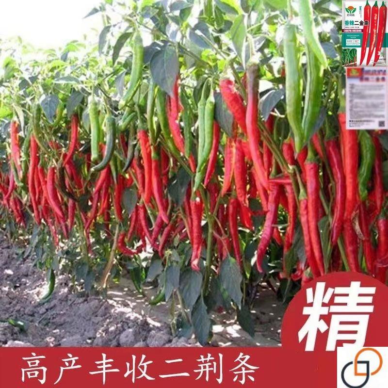 长线椒种子香辣湖南辣椒种子苗香辣二金条超长春夏秋四季蔬菜籽