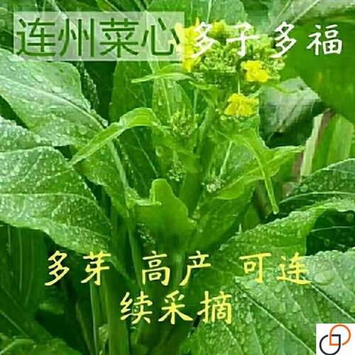 广东甜连州菜心种子一年四季20天多子多孙菜苔油青菜种籽蔬菜种孑
