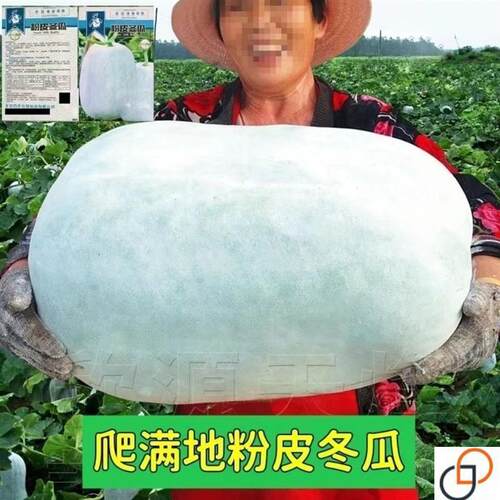 满地爬特大粉皮冬瓜种子大冬瓜种籽蔬菜种好吃肉厚不空心全国可种