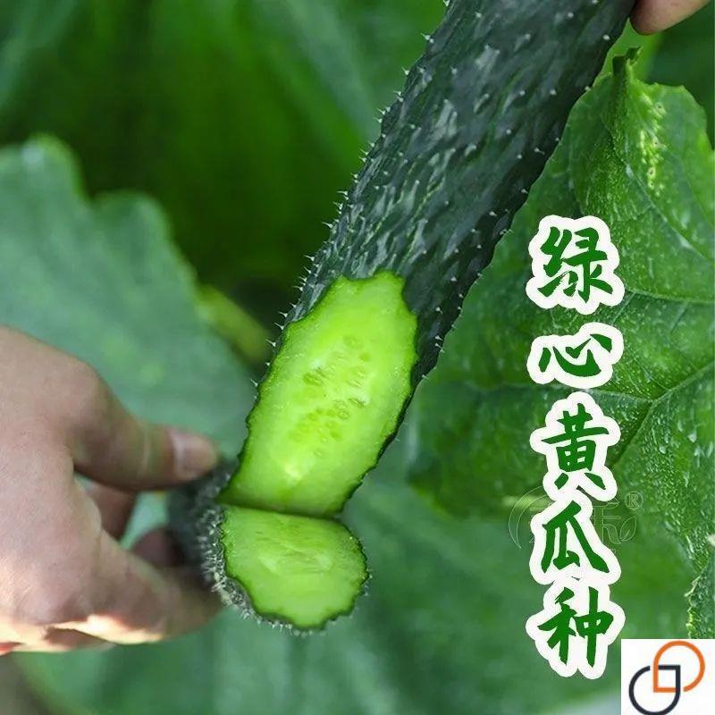 青皮青肉黄瓜种子高产密刺节节有瓜绿皮绿瓤甜脆水果黄瓜蔬菜种籽