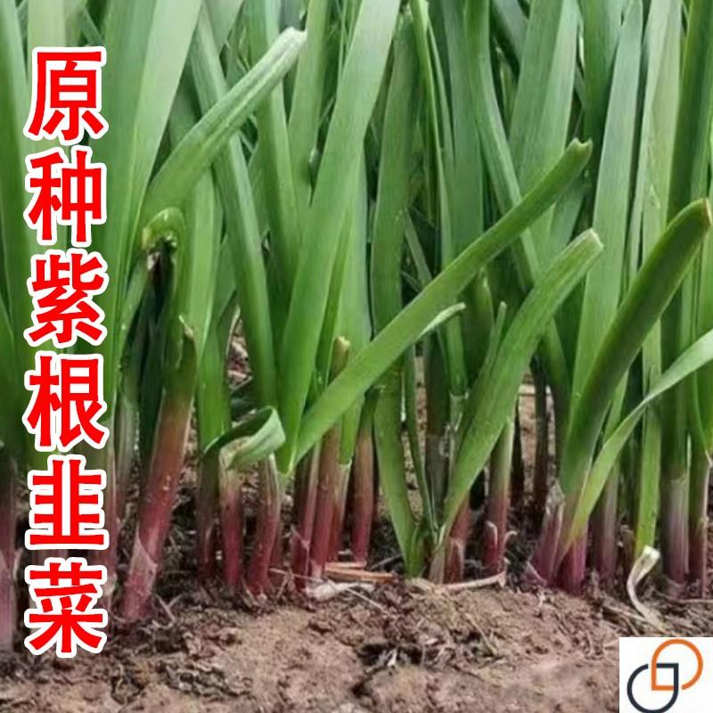 原种紫根韭菜种子高产四季红根宽叶韭菜籽阳台庭院盆栽蔬菜雪韭种