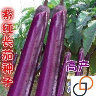 紫红长茄软糯种子紫红色红茄长茄子种籽四季春季农家田园蔬菜种孑