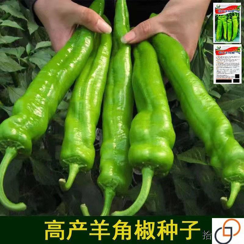 特大羊角辣椒种子抗病高产南北四季播种农家庭院盆栽早熟蔬菜种籽
