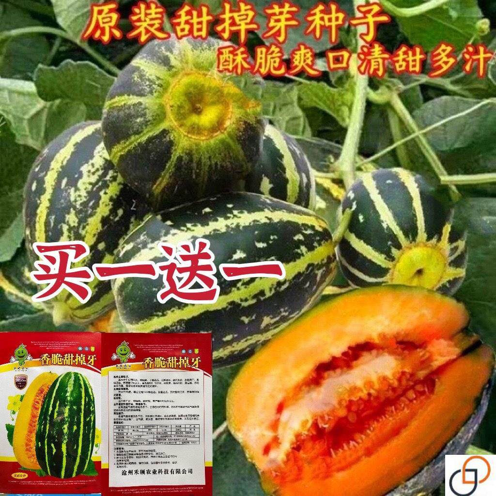 甜掉牙甜瓜种子超甜正宗薄皮冰糖子甜瓜种子花皮甜瓜香瓜籽水果种