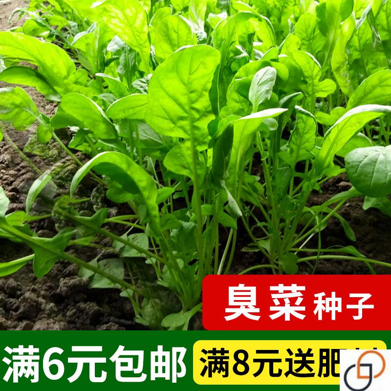 臭菜种子 味香独特爽口 春季秋季阳台菜园盆栽蔬菜籽臭菜种籽