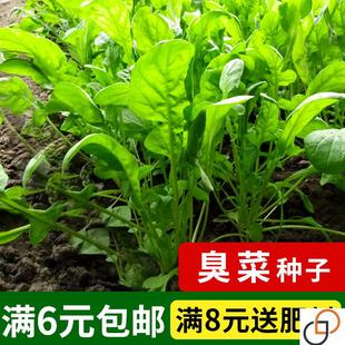 春季 秋季 味香独特爽口 臭菜种子 阳台菜园盆栽蔬菜籽臭菜种籽