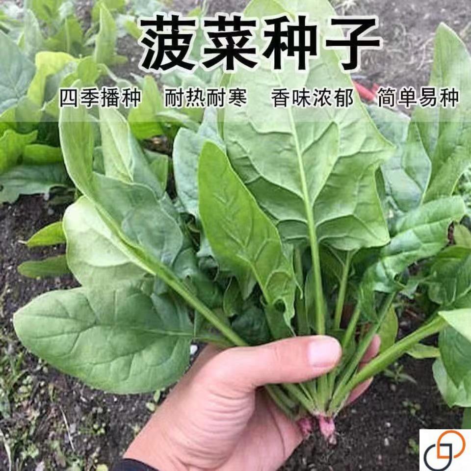 大叶菠菜种子耐热夏季种籽菠菜种籽春秋冬四季农家蔬菜菠菜籽种孑