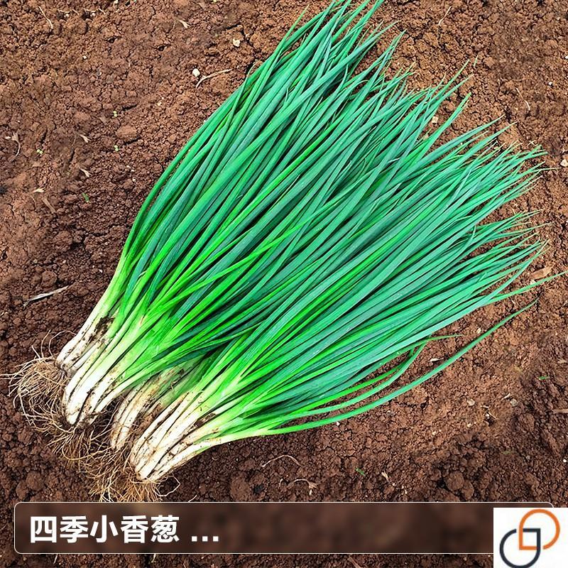 庭院阳台 四季小香葱种子 盆栽小葱蔬菜种子籽四季播易种蔬果种子