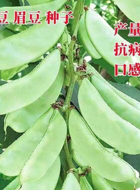 扁豆种子种籽四季豆角梅豆角红眉豆蔬菜梅豆孑架豆菜豆峨眉豆种冬