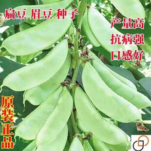 豆角梅豆角红眉豆蔬菜梅豆孑架豆菜豆峨眉豆种冬 扁豆种子种籽四季