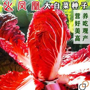 原装正品火凤凰白菜种子夏播耐热大白菜种子包心菜饺子菜种子蔬菜