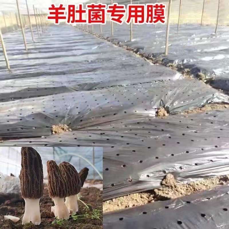 羊肚菌育种专用打孔膜菌类覆盖栽培保温保湿透气除草小孔打孔地膜