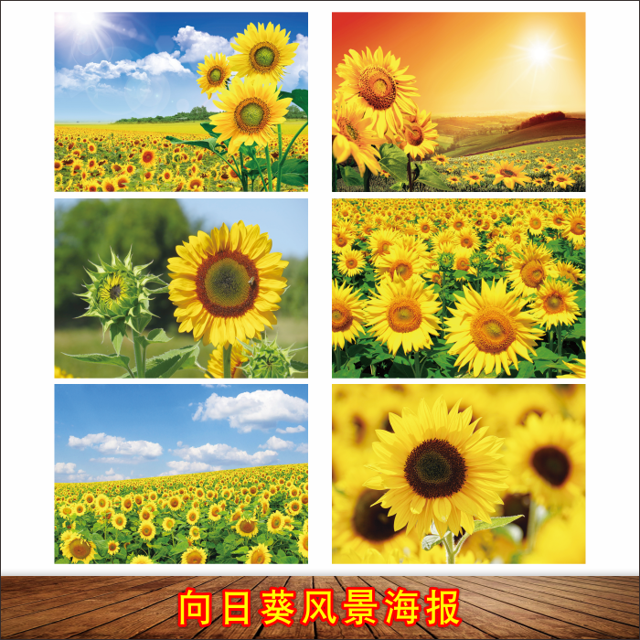 向日葵海报太阳花现代餐厅壁画客厅装饰画自粘壁画卧室床头墙贴画
