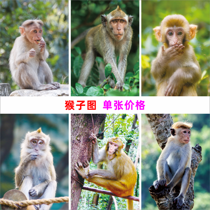 猴子图动物画儿童房教室动物科普教学海报学校宿舍寝室装饰画墙贴图片