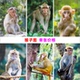 猴子图动物画儿童房教室动物科普教学海报学校宿舍寝室装 饰画墙贴