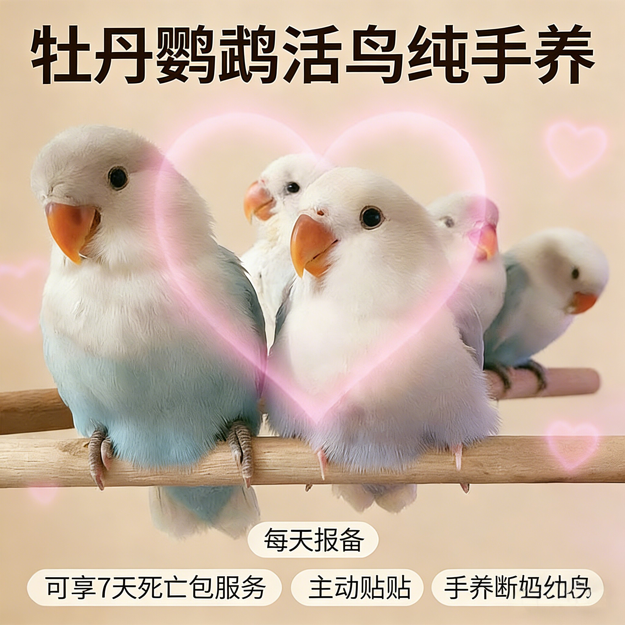 牡丹鹦鹉手养活体公母一对