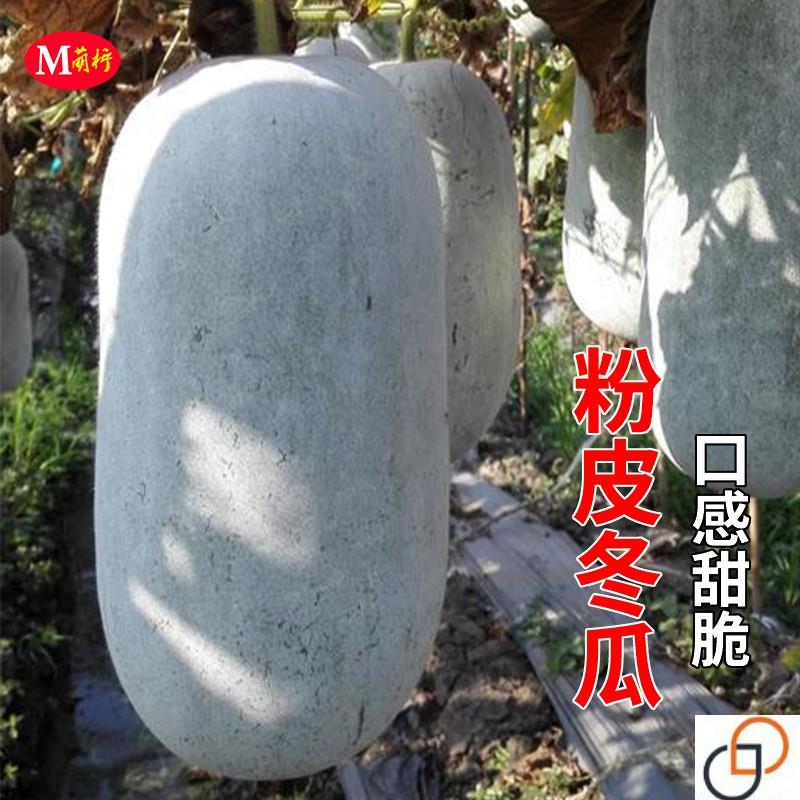 特大粉皮冬瓜种子高产白皮冬瓜种籽春季秋四季庭院种植种蔬菜种孑