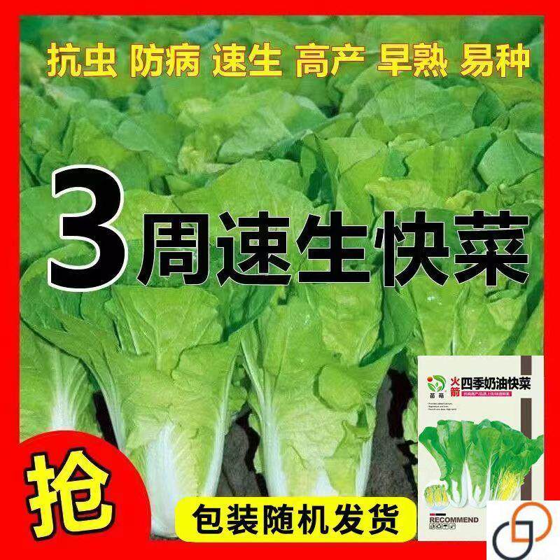 奶油白菜种子20天四季速生耐热耐寒蔬菜种子大小白菜种子杂交种子