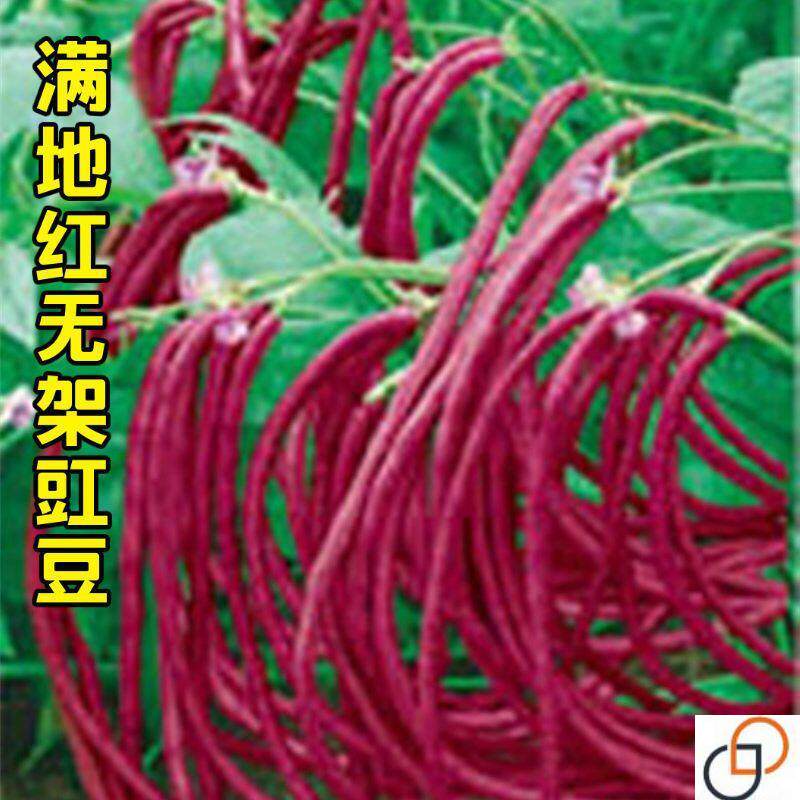 无架红豇豆种子地豆春夏秋季高产红长豆角籽矮生阳台盆栽蔬菜种子