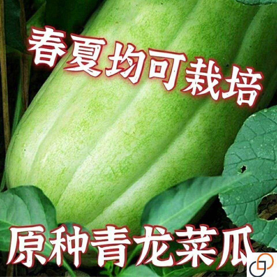 精选青龙菜瓜种子八棱脆瓜青皮酥瓜籽凉拌生吃腌菜水果蔬菜早熟种