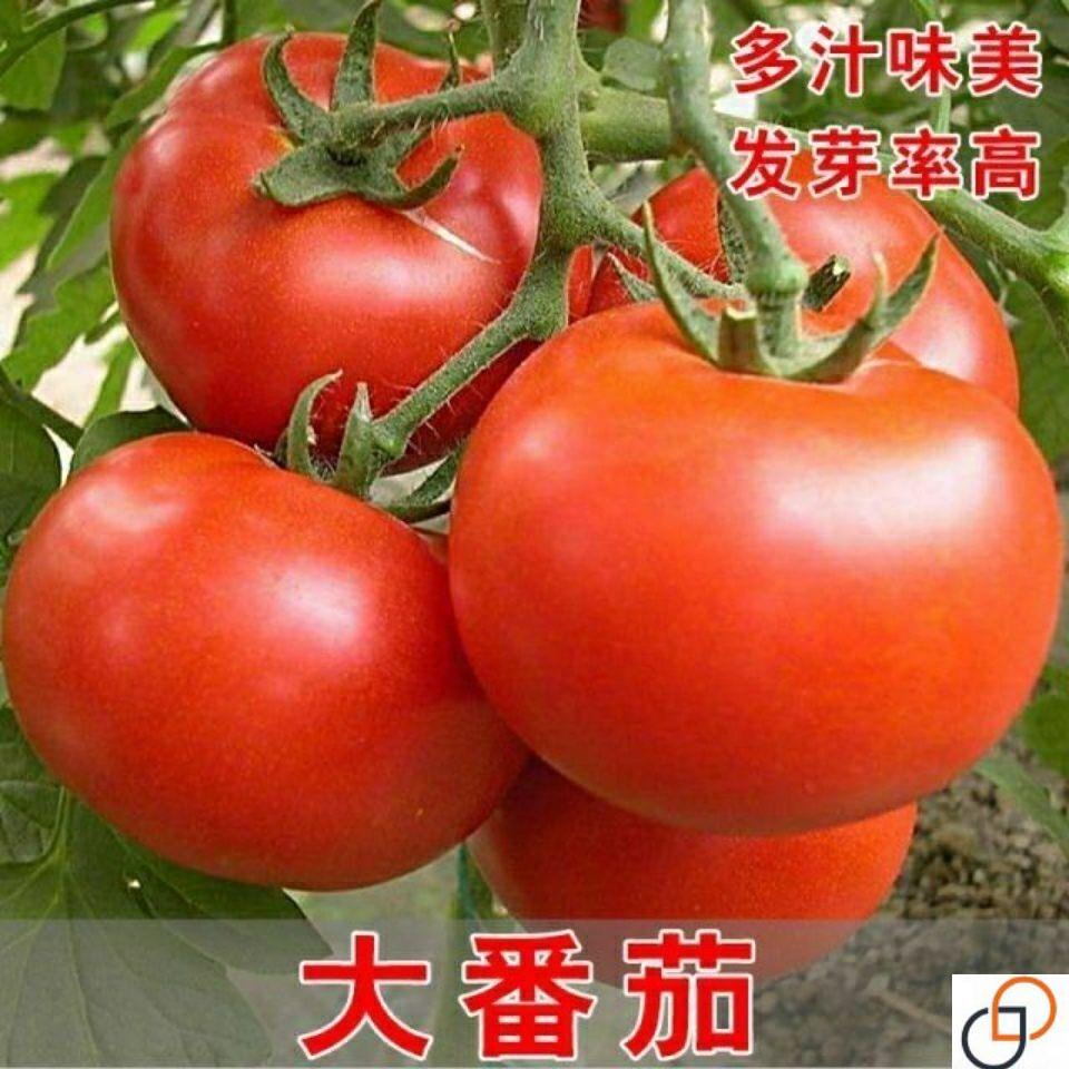 农家大粉番茄种子毛粉柿子西红柿四季蔬菜种子菜园阳台盆栽春秋季