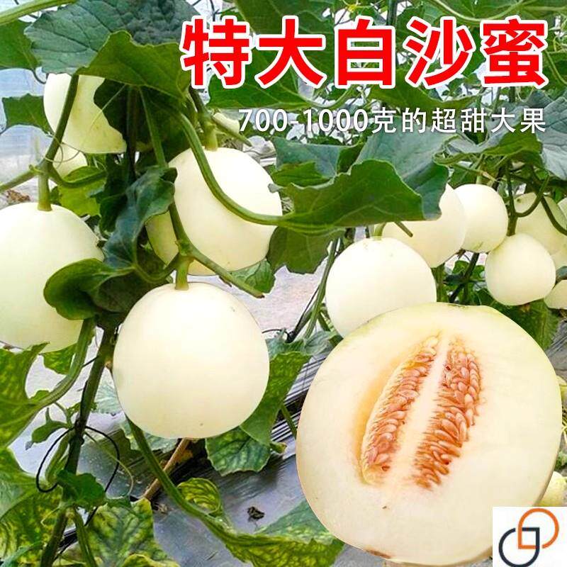 特大白沙蜜甜瓜香瓜种子超甜四季水果白皮白山蜜一四号种籽孑瓜种