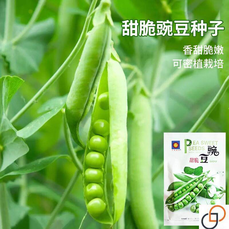 甜脆豌豆种子水果型吃壳厚肉甜豆荷兰豆籽秋季播阳台蔬菜种孑