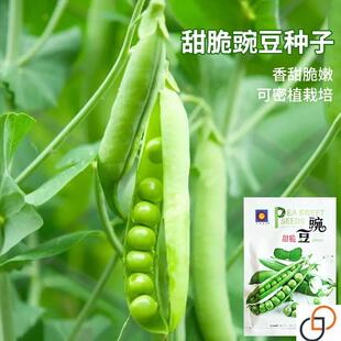 甜脆豌豆种子水果型吃壳厚肉甜豆荷兰豆籽秋季播阳台蔬菜种孑