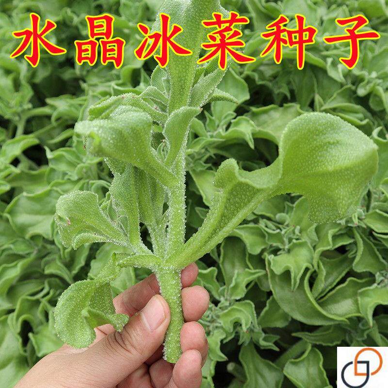 水晶冰菜种子籽四季播盆栽南方蔬菜种子冬季耐寒耐热青菜野菜种子