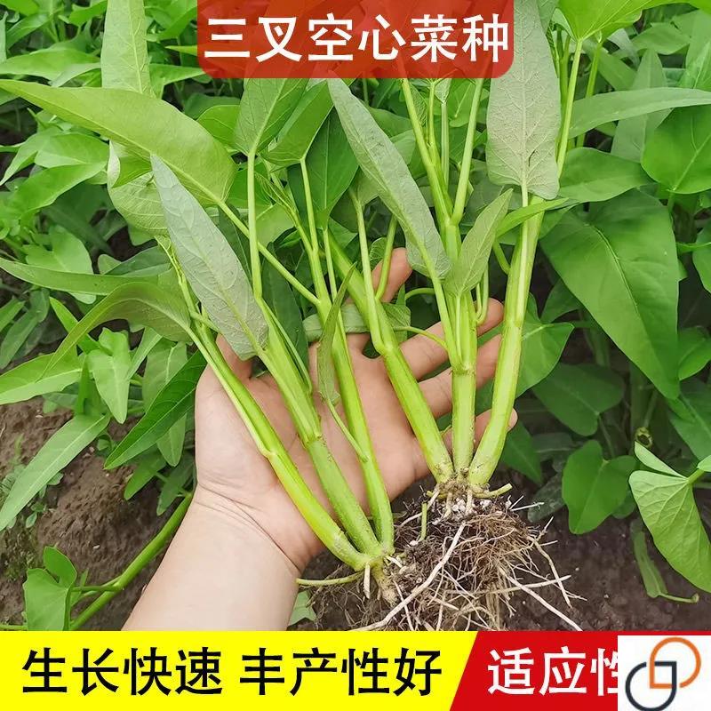 三叉空心菜种子瓮菜通菜种子竹叶菜蕹菜籽四季阳台盆高产蔬菜种孑