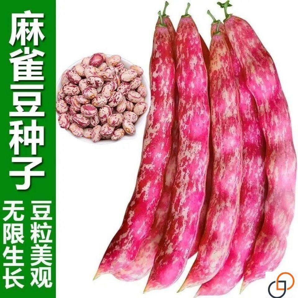 麻雀豆家雀蛋种子东北红金钩油豆角花豆四季豆地豆爬藤蔬菜种籽子