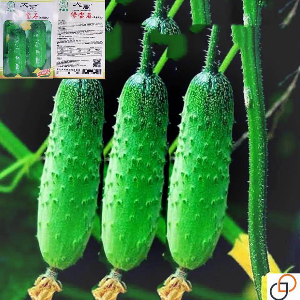 水果黄瓜种子籽春秋冬季小黄瓜旱黄瓜苗四季阳台盆栽庭院蔬菜种孑