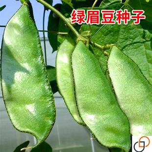 大肉绿眉豆猪耳朵扁豆种子种籽南方四季豆角梅豆角梅豆孑架豆菜豆