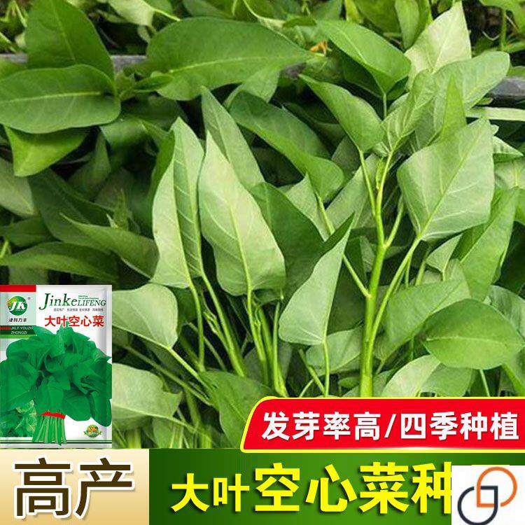 大叶空心菜种子四季蔬菜籽室内阳台盆栽种子室外庭院农家熟菜籽