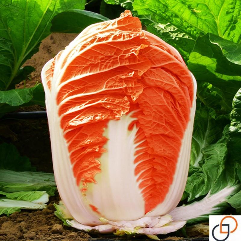橘红心鸡蛋黄蔬菜种籽大田春秋冬季耐寒青菜种孑火凤凰大白菜种子