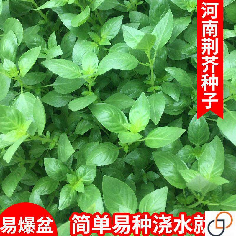 荆芥菜籽 河南大叶荆芥种子菜籽 蔬菜种子四季播荆菜农家田园种籽