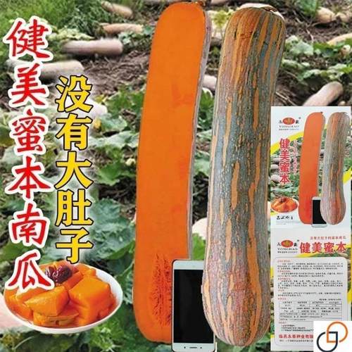 健美密本南瓜种子超甜粉面密本南瓜种子甜面南瓜种籽早熟高产蔬菜