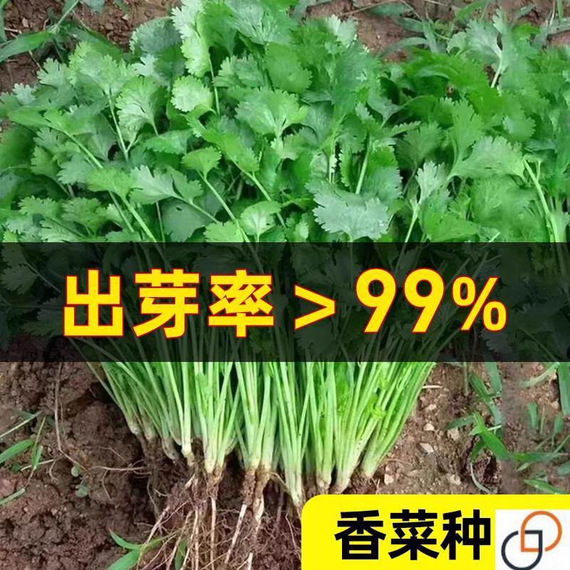 香菜种子大全夏季香菜盆栽苗大叶芫荽种四季阳台香草籽种老品种籽