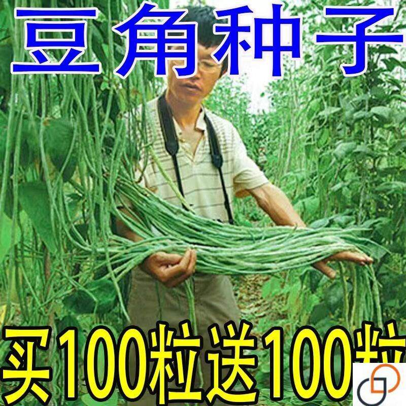 摘不败高产豇豆种子特长豇豆豆角高产春秋绿架豆蔬菜种子大全