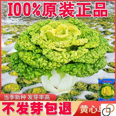 黄心乌塌菜种子耐寒秋冬季冻不死乌塌菜籽北方冬存储越冬四季菜孑