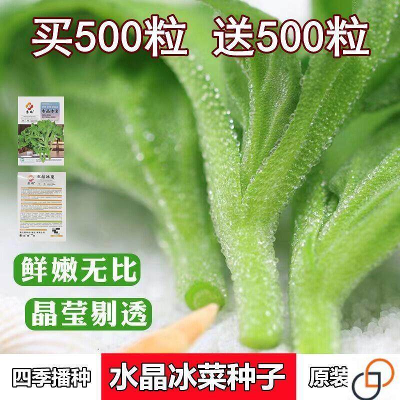 纯正水晶冰菜种子特色菜冰草菜籽四季易播种阳台盆栽蔬菜种子大全