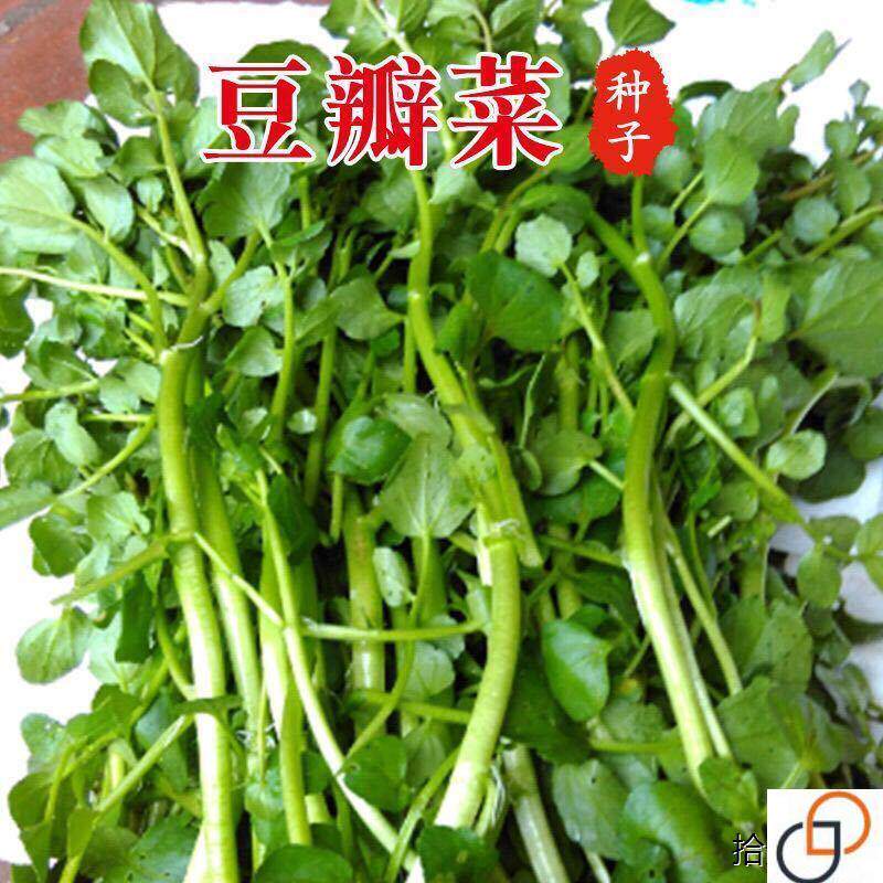 西洋菜种籽豆瓣菜种子四季菜种水芥菜蔬菜孑子盆栽菜籽小青菜籽种