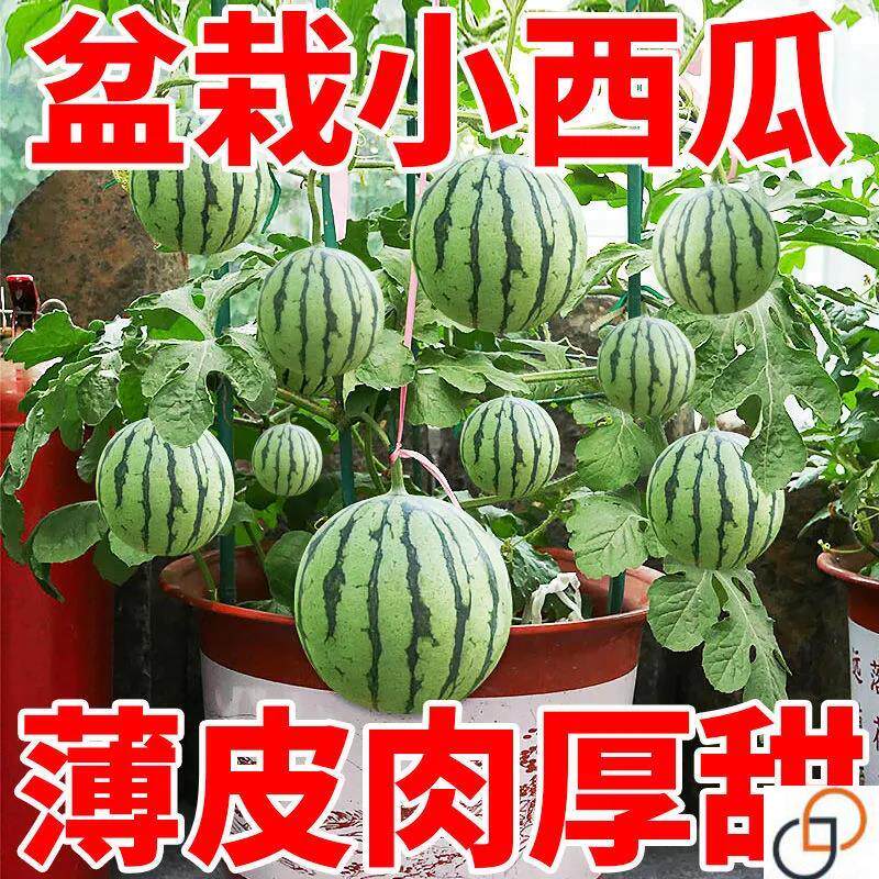 蜂蜜小西瓜种子2K西瓜红壤薄皮无籽四季盆栽阳台庭院水果瓜种籽苗