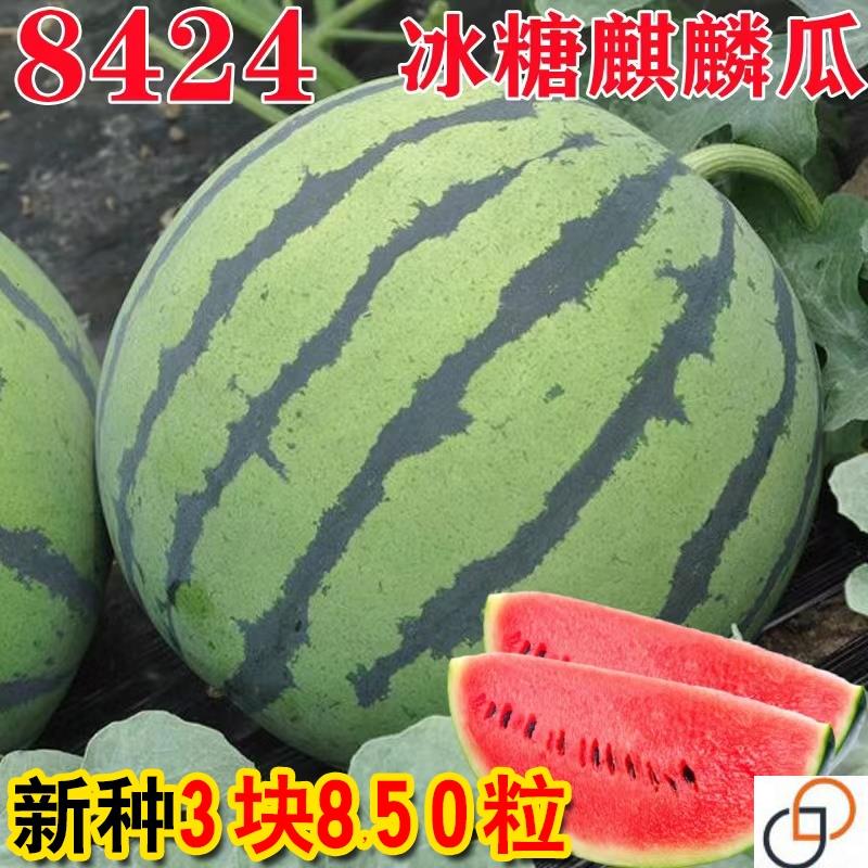 早佳8424西瓜种籽冰糖麒麟西瓜种子懒汉西瓜种籽大全种子特大超甜