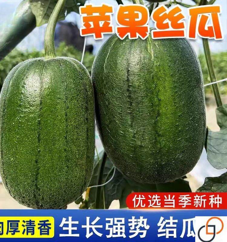 苹果丝瓜种子菜瓜种籽盆栽籽种家庭春季田园播种蔬菜菜籽四季种籽
