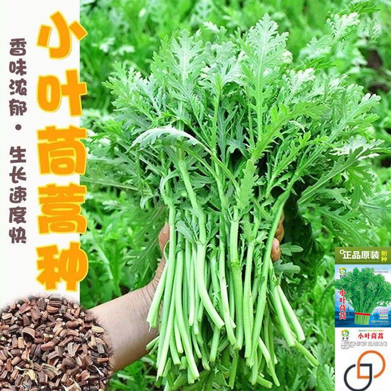 小叶茼蒿种子皇帝菜春夏秋四季盆栽大田青菜种籽茼蒿菜籽种孑大全