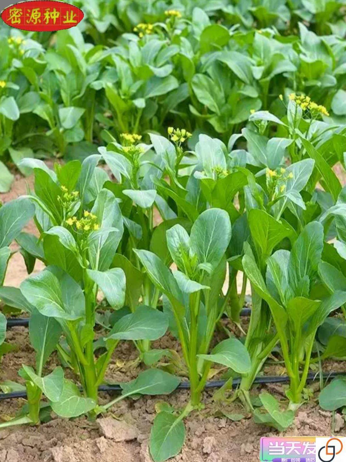 宁夏甜脆菜心种子四季广东油菜心籽耐热田园菜园阳台盆栽蔬菜种孑